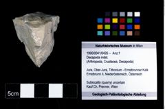 Foto (Objekt + Etikett) von Decapoda indet.  (NHMW-GEO-1990-0041-0426)